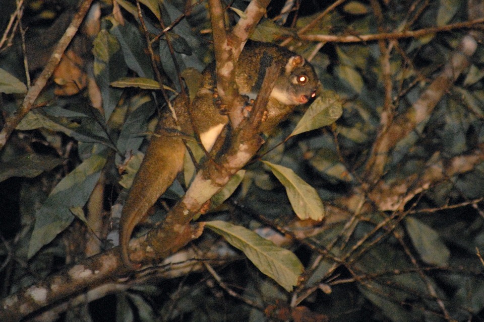 Green Ringtail Possum (Pseudochirops archeri)